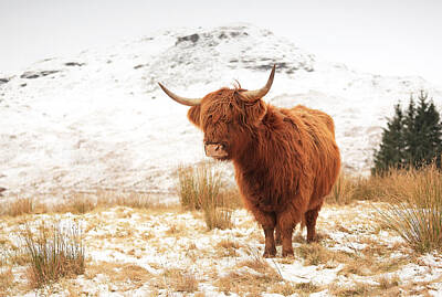 Mammals Royalty Free Images - Highland Cow Royalty-Free Image by Grant Glendinning