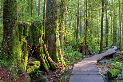 Abstract Sailboats - Hiking Trail Through Forest in Lynn Canyon Park by David Gn