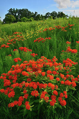 Botanical Farmhouse - Hillside of Butterfly Milkweed in Glacial Park by Ray Mathis