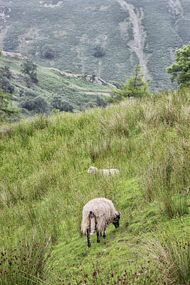 Comics Photos - Hilly Sheep Farming by Martin Newman