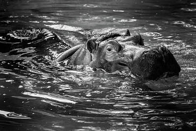 Mammals Photos - Hippo 2 by Martin Alonso