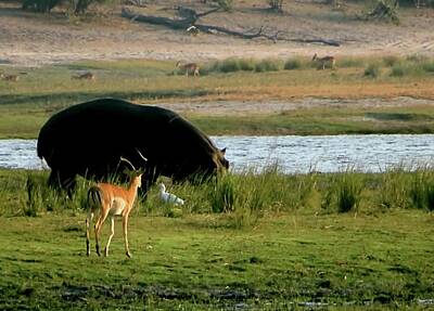 Animals Royalty-Free and Rights-Managed Images - Hippo and Impala by Jennifer Wheatley Wolf