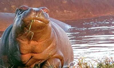 Animals Royalty-Free and Rights-Managed Images - Hippo Snacks by Jennifer Wheatley Wolf