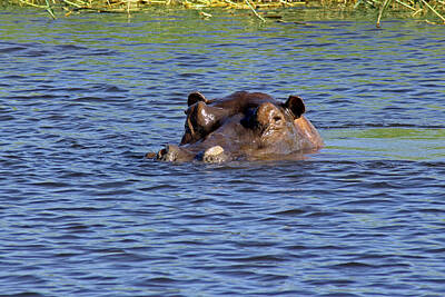 1-feathers Rights Managed Images - Hippo Swimming Royalty-Free Image by Tony Murtagh