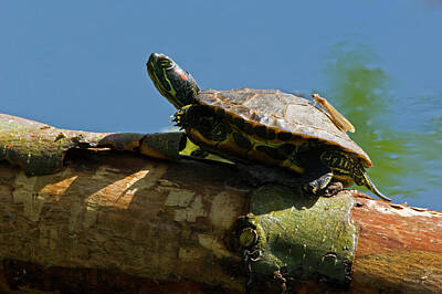 Reptiles Photo Royalty Free Images - Hitchin a Ride Royalty-Free Image by Randall Ingalls