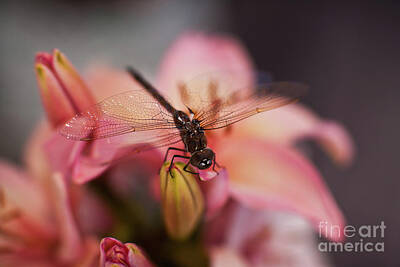 Lilies Royalty-Free and Rights-Managed Images - Dragonfly Holding On by Mike Reid