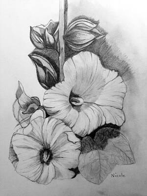 Florals Drawings - Hollyhock Sketch by Nicole Curreri