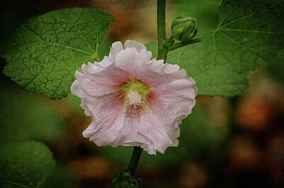 Florals Royalty Free Images - Hollyhock Royalty-Free Image by Susan McMenamin