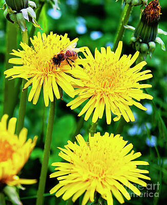 Colorful Pop Culture Royalty Free Images - Honey bee and Dandelions Royalty-Free Image by Nat Air Craft