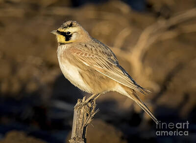 Animal Paintings James Johnson Rights Managed Images - Horned Lark Royalty-Free Image by Ricky L Jones