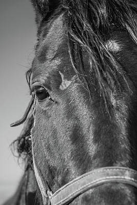 Animals Photos - Horse Drama by Kristopher Schoenleber