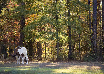 Lake Life Royalty Free Images - Horse Grazing Royalty-Free Image by Gary Adkins