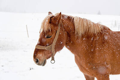 Anne Geddes Florals - Horse in the snow by Nicola Simeoni