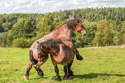 Old Masters Royalty Free Images - Horse Play Royalty-Free Image by Kristina Rinell