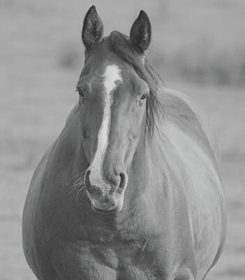 Animals Photos - Horse Portrait BW by Martin Newman