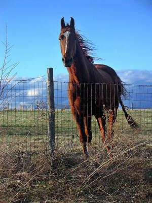 Portraits Royalty-Free and Rights-Managed Images - Horse Portrait by Steve Karol