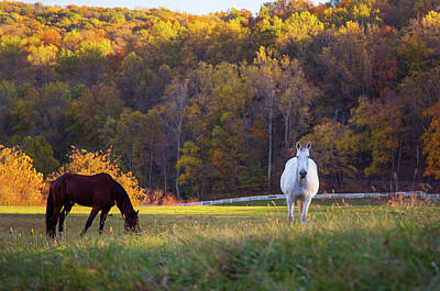 Patriotic Signs - Horses in Autumn by Amy Jackson