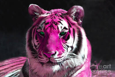 Animals Photos - Hot pink Tiger by Rebecca Margraf