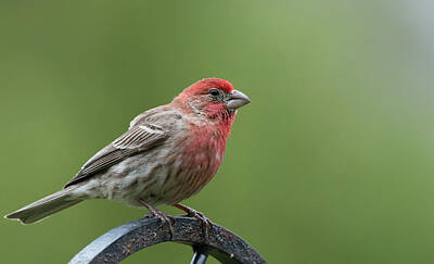 Terry Oneill - House Finch by Clifford Pugliese