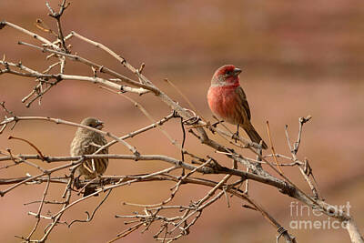 Presidential Portraits - House Finches by Merrimon Crawford
