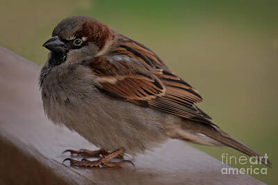 The Bunsen Burner Rights Managed Images - House Sparrow Royalty-Free Image by MSVRVisual Rawshutterbug