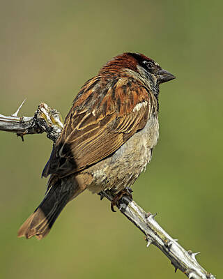 Workout Equipment Patents - House Sparrow v1853 by Mark Myhaver