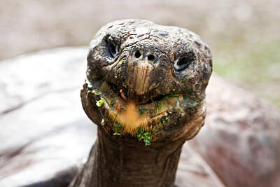 Recently Sold - Reptiles Royalty Free Images - Hugos Smile Royalty-Free Image by Miroslava Jurcik