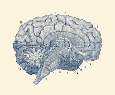 Target Project 62 Cacti - Human Brain Anatomy Diagram  by Vintage Anatomy Prints