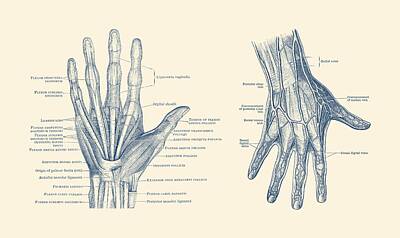 Sports Drawings - Human Hand Anatomy - Dual View - Vintage Diagram by Vintage Anatomy Prints