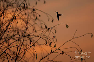 Disney - Humming Bird Flying Silhouetted by Jim Corwin