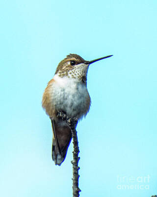 Grateful Dead Royalty Free Images - Hummingbird 8 Royalty-Free Image by Christy Garavetto