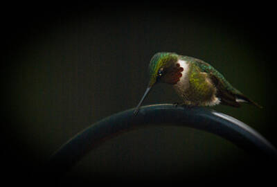 Home For The Holidays Rights Managed Images - Hummingbird at Dusk 4 Royalty-Free Image by Douglas Barnett