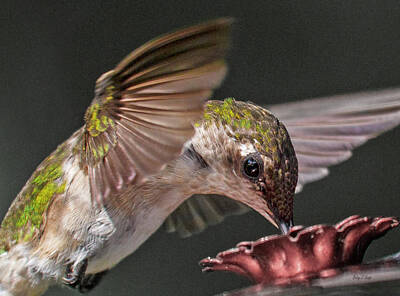 Birds Photo Rights Managed Images - Hummingbird. Royalty-Free Image by Betsy Knapp