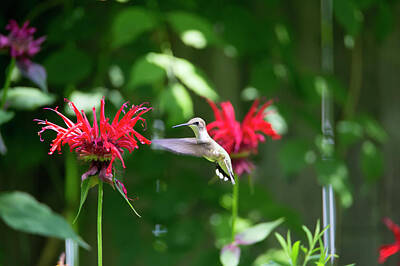 Monochrome Landscapes - Hummingbird Feeding by David Stasiak