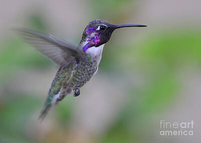 Roses Photo Royalty Free Images - Hummingbird Flight Royalty-Free Image by Debby Pueschel