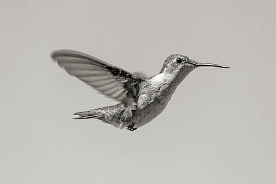 Birds Photos - Hummingbird in Black and White by Betsy Knapp