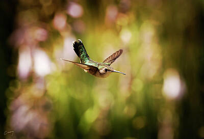 Best Sellers - Christina Conway Royalty-Free and Rights-Managed Images - Hummingbird in Flight by Christina Conway
