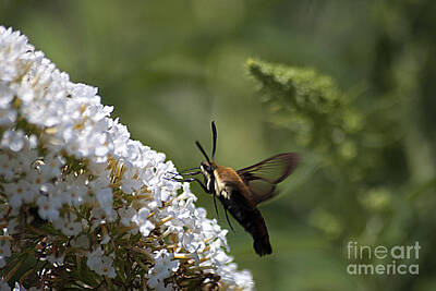 Abstract Water - Hummingbird Moth 20120802_292 by Tina Hopkins