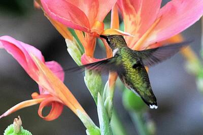 Irish Leprechauns - Hummingbird on Cannas 2 by Mary Ann Artz