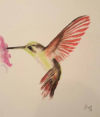 Birds Drawings - Hummingbird by Tim Brandt
