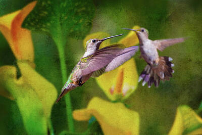 Lilies Photos - Hummingbirds in Virginia by Betsy Knapp