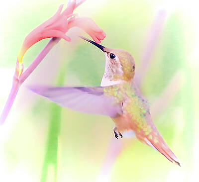 Juan Bosco Forest Animals - Hummingbirds Nectar by Athena Mckinzie
