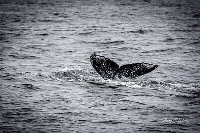 1-war Is Hell - Humpback Whale Tail by Roxy Hurtubise
