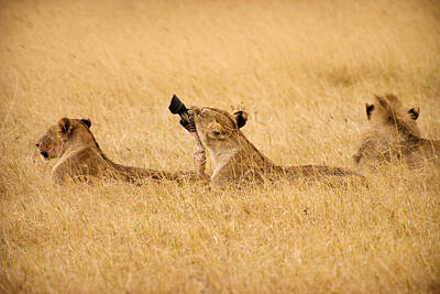 Animals Photos - Hungry Lions by Adam Romanowicz