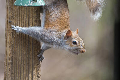 Af Vogue Rights Managed Images - Hungry Squirrel  Royalty-Free Image by Joseph Caban