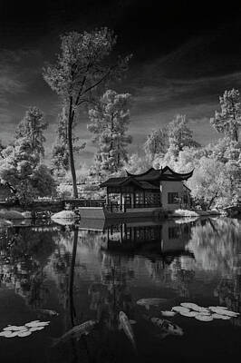 Lilies Photos - Huntington Chinese Botanical Garden in California with Koi Fish in Black and White Infrared by Randall Nyhof
