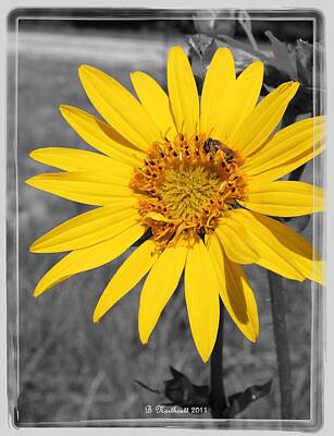 Sunflowers Photos - I Got Sunshine by Betty Northcutt