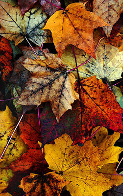 Sean Davey Underwater Photography - I Love Fall 2 by Joanne Coyle