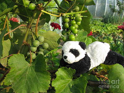 Ausra Huntington Royalty-Free and Rights-Managed Images - I love grapes Says the panda by Ausra Huntington nee Paulauskaite