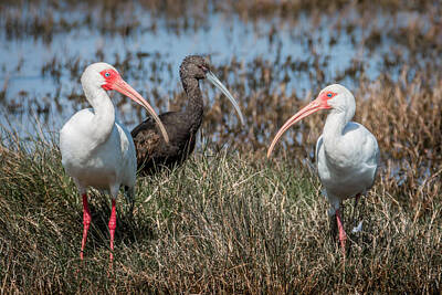 Easter Egg Hunt Royalty Free Images - Ibis Trio Royalty-Free Image by Patti Deters